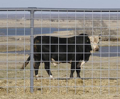 Bull Panels