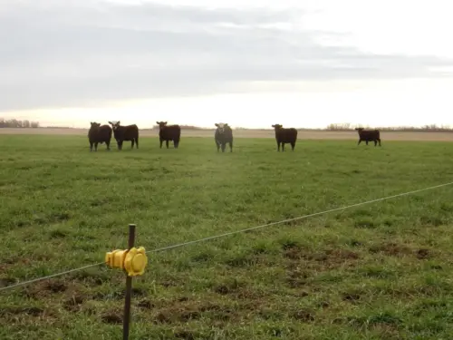 cattle-on-electric-fence (1)