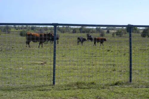 cattle-panel