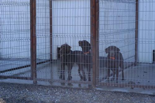 dog-kennels7