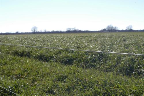 Electric Fence