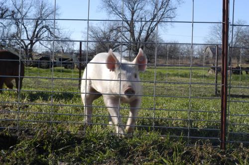 hog-panels8