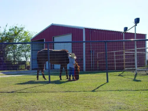 horsew-panels9 copy