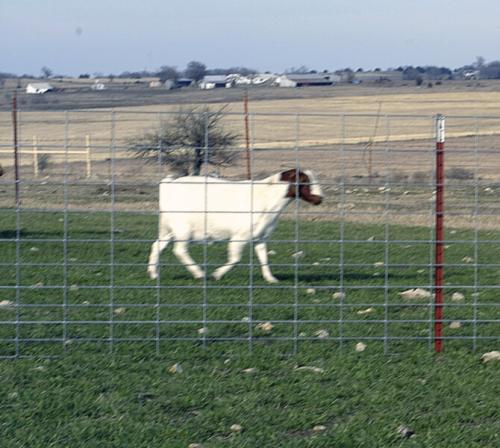 sheep_goat_panel_photo_01